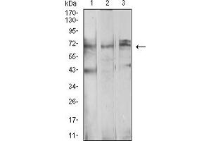 Image no. 7 for anti-beta-Transducin Repeat Containing (BTRC) (AA 24-151) antibody (ABIN5611131)