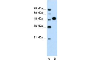 Image no. 1 for anti-Makorin Ring Finger Protein 1 (MKRN1) (N-Term) antibody (ABIN2774707)