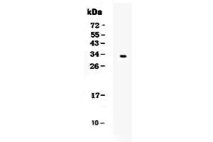 Image no. 1 for anti-Kallikrein 1 (KLK1) (AA 25-262) antibody (ABIN5693026)
