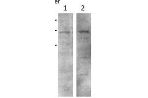 Image no. 1 for anti-Checkpoint with Forkhead and Ring Finger Domains (CHFR) (C-Term) antibody (ABIN2855892)