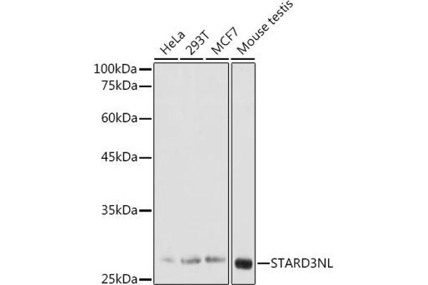 STARD3NL antibody  (AA 185-234)