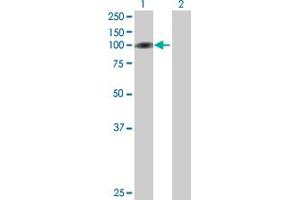 Western Blot analysis of C1orf25 expression in transfected 293T cell line by C1orf25 MaxPab polyclonal antibody.