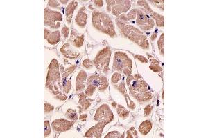 SPHK1 antibody  (AA 286-315)