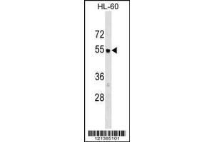 Image no. 1 for anti-Adaptor-Related Protein Complex 3, mu 1 Subunit (AP3M1) (AA 390-418), (C-Term) antibody (ABIN1537256)