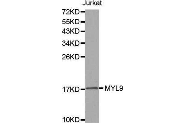 MYL9 Antikörper  (AA 1-100)