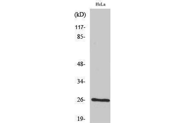 anti-Breast Carcinoma Amplified Sequence 2 (BCAS2) (C-Term) antibody
