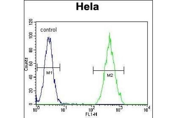 Retinoic Acid Receptor alpha anticorps  (C-Term)