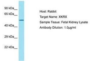 Image no. 1 for anti-XK, Kell Blood Group Complex Subunit-Related, X-Linked (XKRX) (AA 87-136) antibody (ABIN6750815)