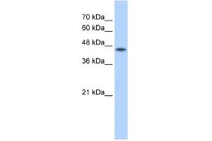 Image no. 1 for anti-Protein O-Fucosyltransferase 2 (POFUT2) (C-Term) antibody (ABIN2782384)