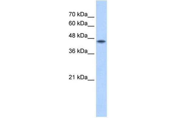 POFUT2 Antikörper  (C-Term)