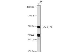 Cyclin E1 antibody