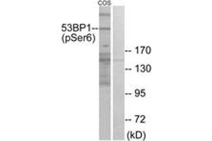 Western blot analysis of extracts from COS7 cells treated with insulin 0.