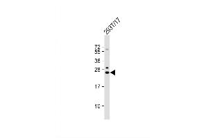 anti-GINS Complex Subunit 3 (Psf3 Homolog) (GINS3) (AA 190-216), (C-Term) antibody