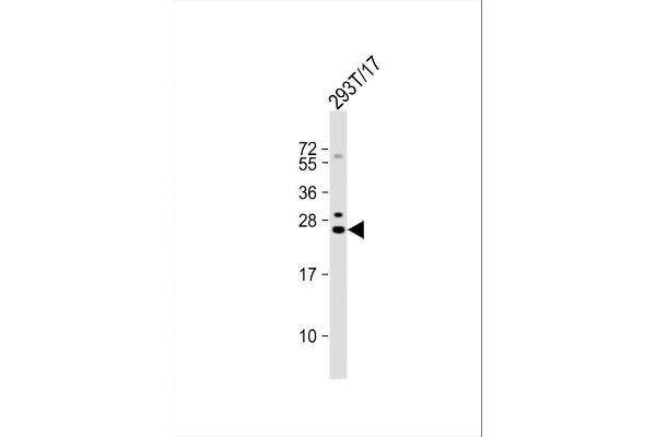 anti-GINS Complex Subunit 3 (Psf3 Homolog) (GINS3) (AA 190-216), (C-Term) antibody