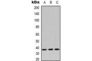 Image no. 3 for anti-Protein Phosphatase 2, Catalytic Subunit, alpha Isozyme (PPP2CA) (C-Term) antibody (ABIN2957734)