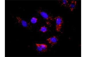 Proximity Ligation Assay (PLA) image for ACTN4 & CTNNB1 Protein Protein Interaction Antibody Pair (ABIN1339891)