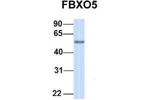 Image no. 1 for anti-F-Box Protein 5 (FBXO5) (C-Term) antibody (ABIN2774700)