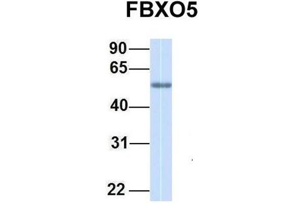 FBXO5 抗体  (C-Term)