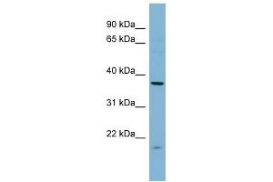 FNTA 抗体  (N-Term)