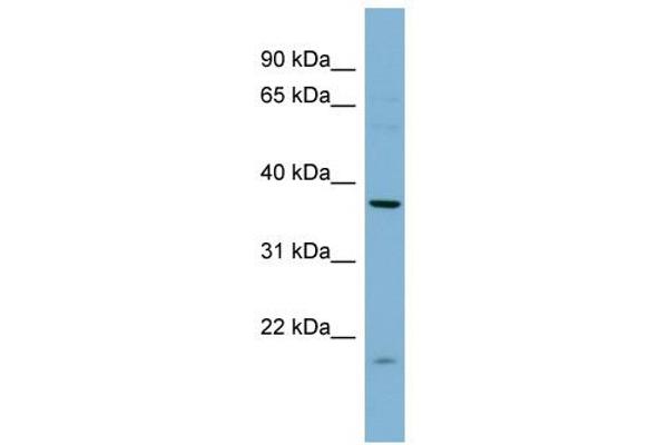 anti-Farnesyltransferase, CAAX Box, alpha (FNTA) (N-Term) antibody