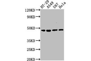 DPEP1 Antikörper  (AA 23-252)