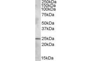 Image no. 1 for anti-Pleckstrin Homology Domain Containing, Family B (Evectins) Member 1 (PLEKHB1) (N-Term) antibody (ABIN308463)