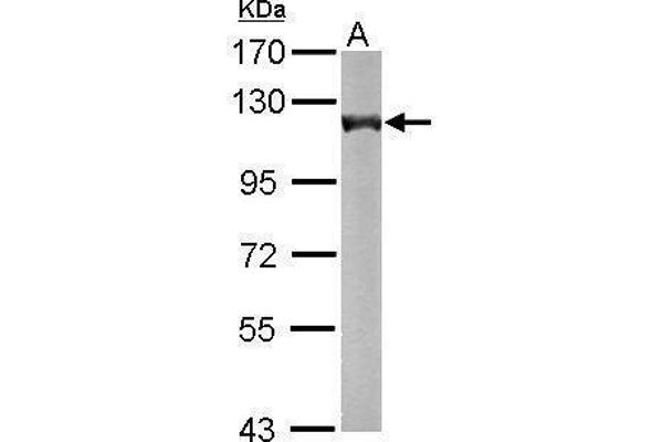 alpha KGDHC antibody  (C-Term)