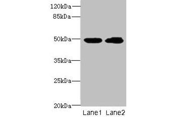 HNRNPH1 antibody  (AA 2-449)