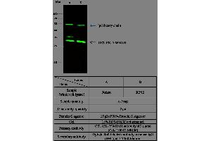 Image no. 1 for anti-14-3-3 eta (YWHAH) (AA 2-246) antibody (ABIN1997649)