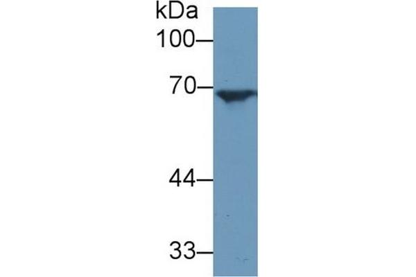 Angiopoietin 2 antibody  (AA 24-165)