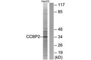 Image no. 1 for anti-Chemokine Binding Protein 2 (CCBP2) (AA 335-384) antibody (ABIN1535577)