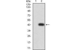 Image no. 5 for anti-V-Ral Simian Leukemia Viral Oncogene Homolog B (Ras Related, GTP Binding Protein) (Ralb) (AA 89-206) antibody (ABIN5542684)