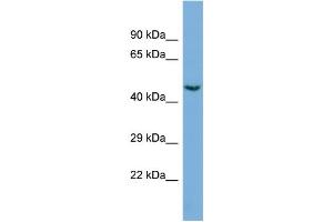 Image no. 1 for anti-Cyclin-Dependent Kinase 19 (CDK19) (C-Term) antibody (ABIN2786077)