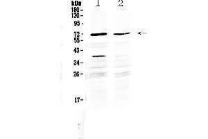 Image no. 1 for anti-Male Germ Cell-Associated Kinase (MAK) (AA 588-623), (C-Term) antibody (ABIN5518933)