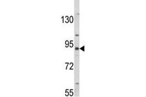 Western blot analysis of MFN2 antibody and K562 lysate