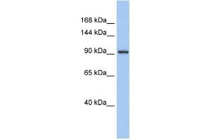 Image no. 1 for anti-Zinc Finger Protein 295 (ZNF295) (N-Term) antibody (ABIN2777553)
