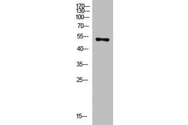 FA2H antibody  (AA 101-150)