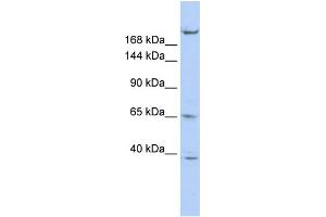 Image no. 2 for anti-Kinesin Family Member 13B (KIF13B) (N-Term) antibody (ABIN2778196)