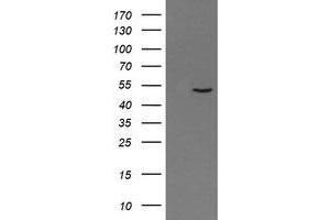 PNMA3 antibody  (AA 1-250)