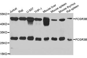 Image no. 1 for anti-Fc Fragment of IgG, Low Affinity IIIb, Receptor (CD16b) (FCGR3B) antibody (ABIN6571439)