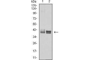 Image no. 3 for anti-Major Histocompatibility Complex, Class I, B (HLA-B) (AA 241-362) antibody (ABIN5542338)