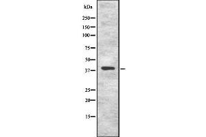 Image no. 1 for anti-Kruppel-Like Factor 8 (KLF8) antibody (ABIN6262846)