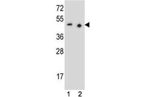 Image no. 1 for anti-Paired Box 9 (PAX9) (AA 69-95) antibody (ABIN3032137)