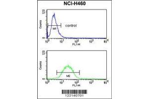 Image no. 3 for anti-Fibulin 3 (FBLN3) (AA 119-148), (N-Term) antibody (ABIN653039)