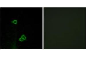 Image no. 2 for anti-Chemokine (C-X-C Motif) Receptor 7 (CXCR7) (AA 311-360) antibody (ABIN1535576)