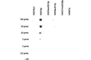 Image no. 5 for anti-Histone Cluster 1, H3a (HIST1H3A) (pSer10) antibody (ABIN5773883)