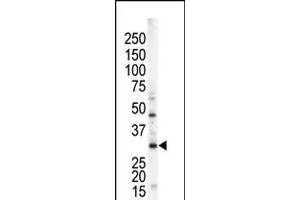 Image no. 1 for anti-serine/threonine Kinase 16 (STK16) (AA 17-46), (N-Term) antibody (ABIN5537795)