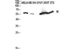 Protein Red (IK) (C-Term) antibody