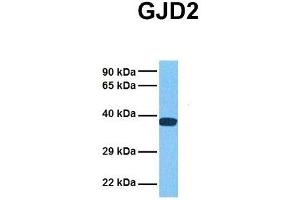 Image no. 3 for anti-Gap Junction Protein, delta 2, 36kDa (GJD2) (Middle Region) antibody (ABIN2774866)