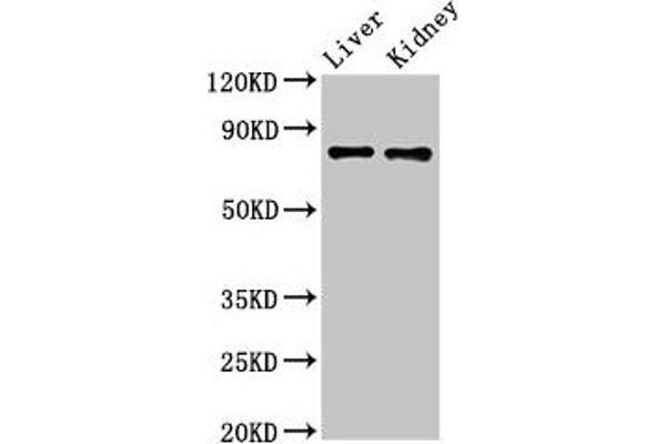 SLC22A23 antibody  (AA 3-206)